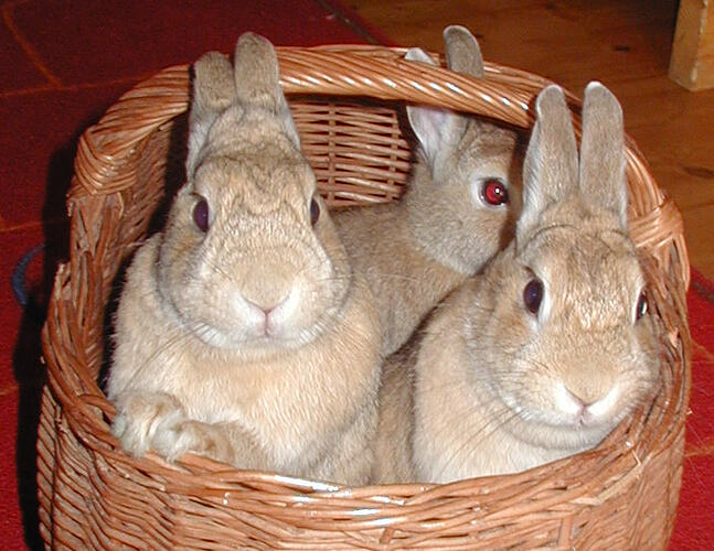 threebunnies.PNG