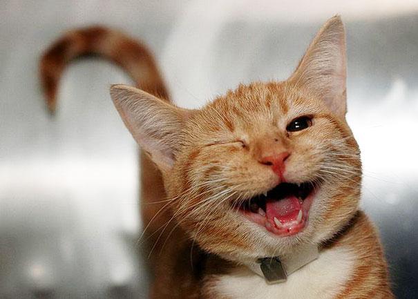 gatto-felice.jpg