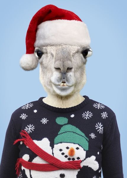 llama.jpg