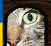 xp_cat_UA.png
