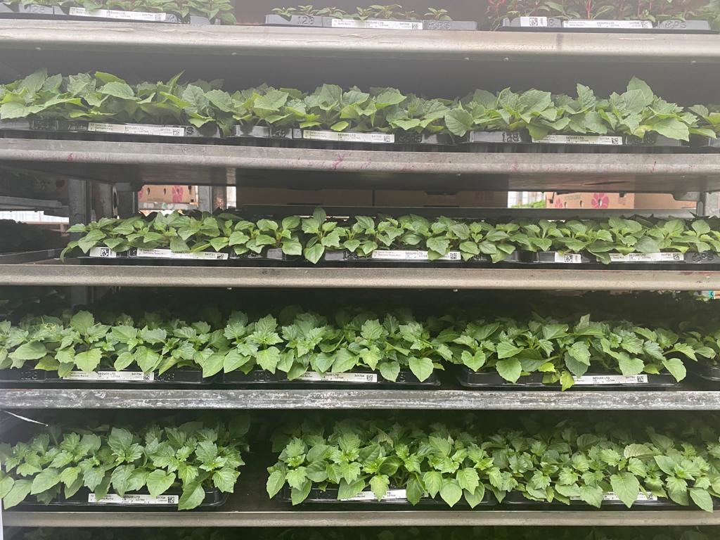 WhatsApp Image 2021-03-26 at 07.30.35.jpeg