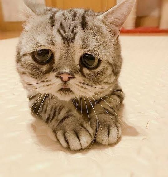 sad-cat.jpeg