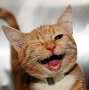 felice.png